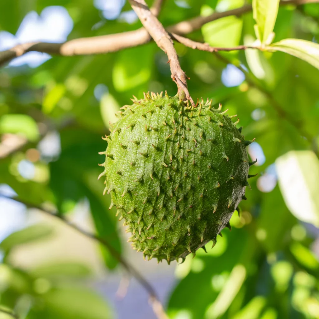 Soursop